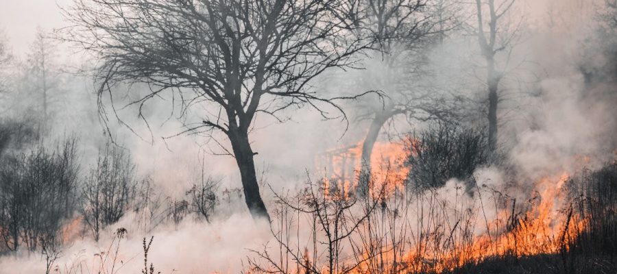 INCENDIO FORESTAL