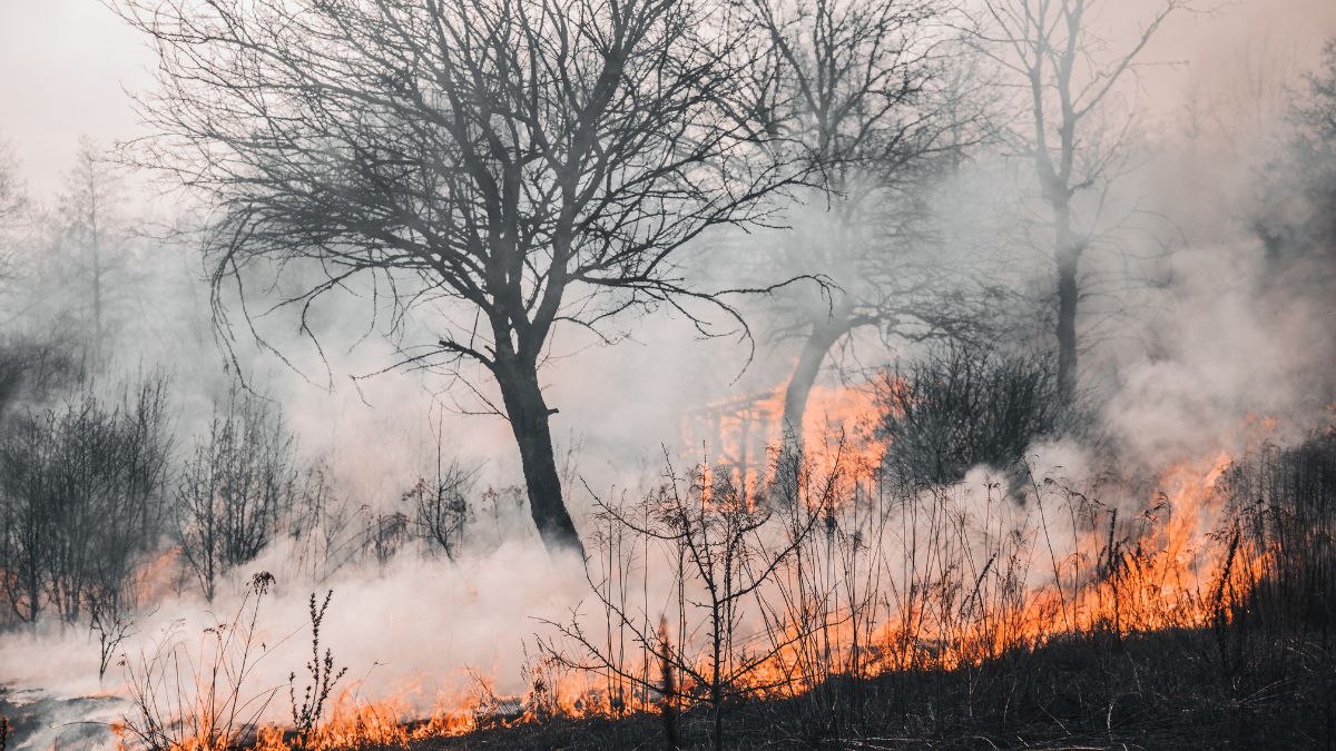 INCENDIO FORESTAL